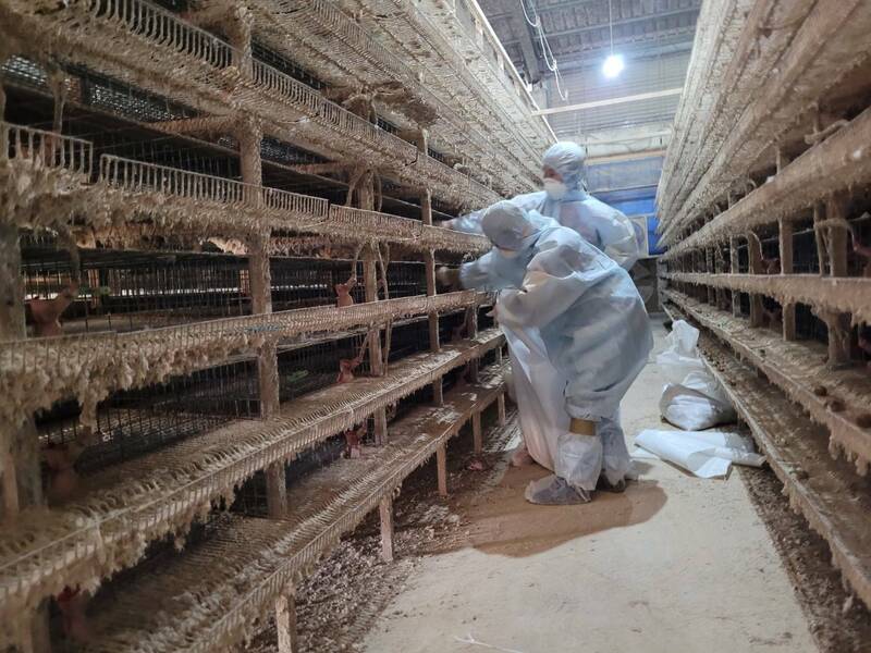 彰化傳出1場鵪鶉場確診感染新型H5N1亞型高病原性禽流感病毒。 圖：彰化動防所／提供