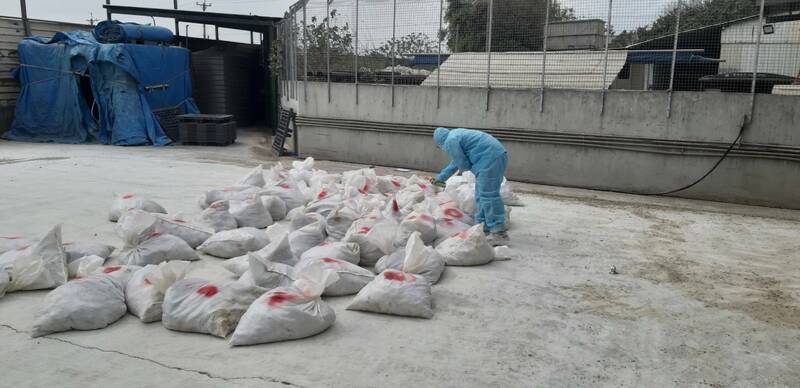 彰化1場鵪鶉場確診感H5N1禽流感，共撲殺清消10萬3125隻鵪鶉。 圖：彰化動防所／提供