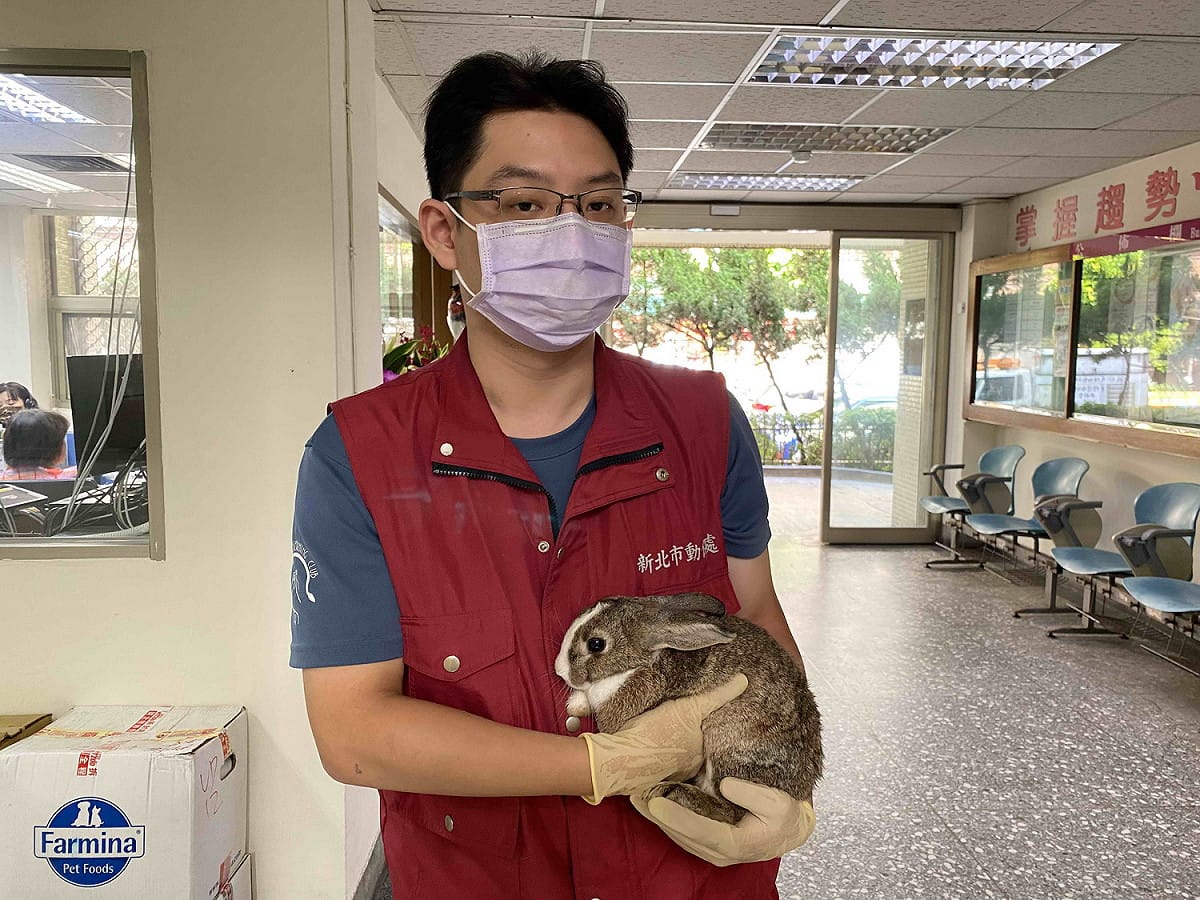 兔子不像貓狗一樣撒嬌，甚至不喜歡被抱。 圖：新北市動保處提供