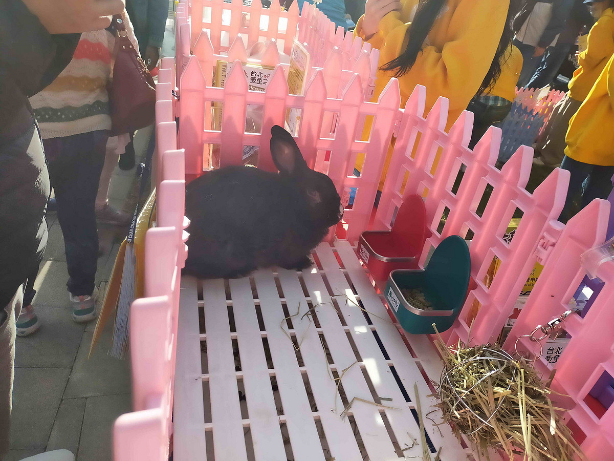 牧草是兔子的主食，飼養時要注意提供乾淨的飲水。 圖：新北市動保處提供