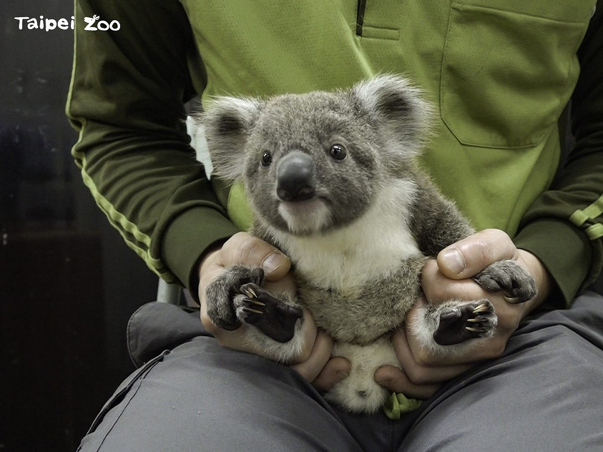 台北市立動物園受歡迎的動物無尾熊迎來新成員。 圖：台北市立動物園／提供
