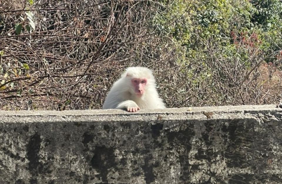 梨山出現白色獼猴。 圖：參山國家風景管理處／提供