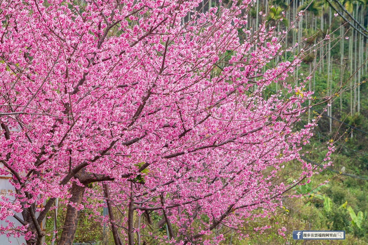 由於寒櫻盛開過程會有三種顏色的變化，因此也有「三色櫻」的名稱。 圖：取自漫步在雲端的阿里山臉書