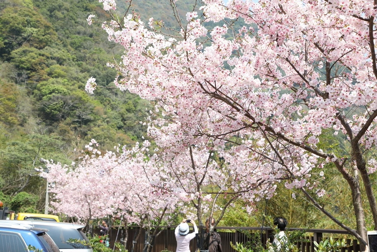 北橫櫻花季已開跑，目前復興區角板山行館園區、市郊桃園區虎頭山等公園粉紅山櫻花已盛開。 圖：翻攝自桃園觀光導覽網