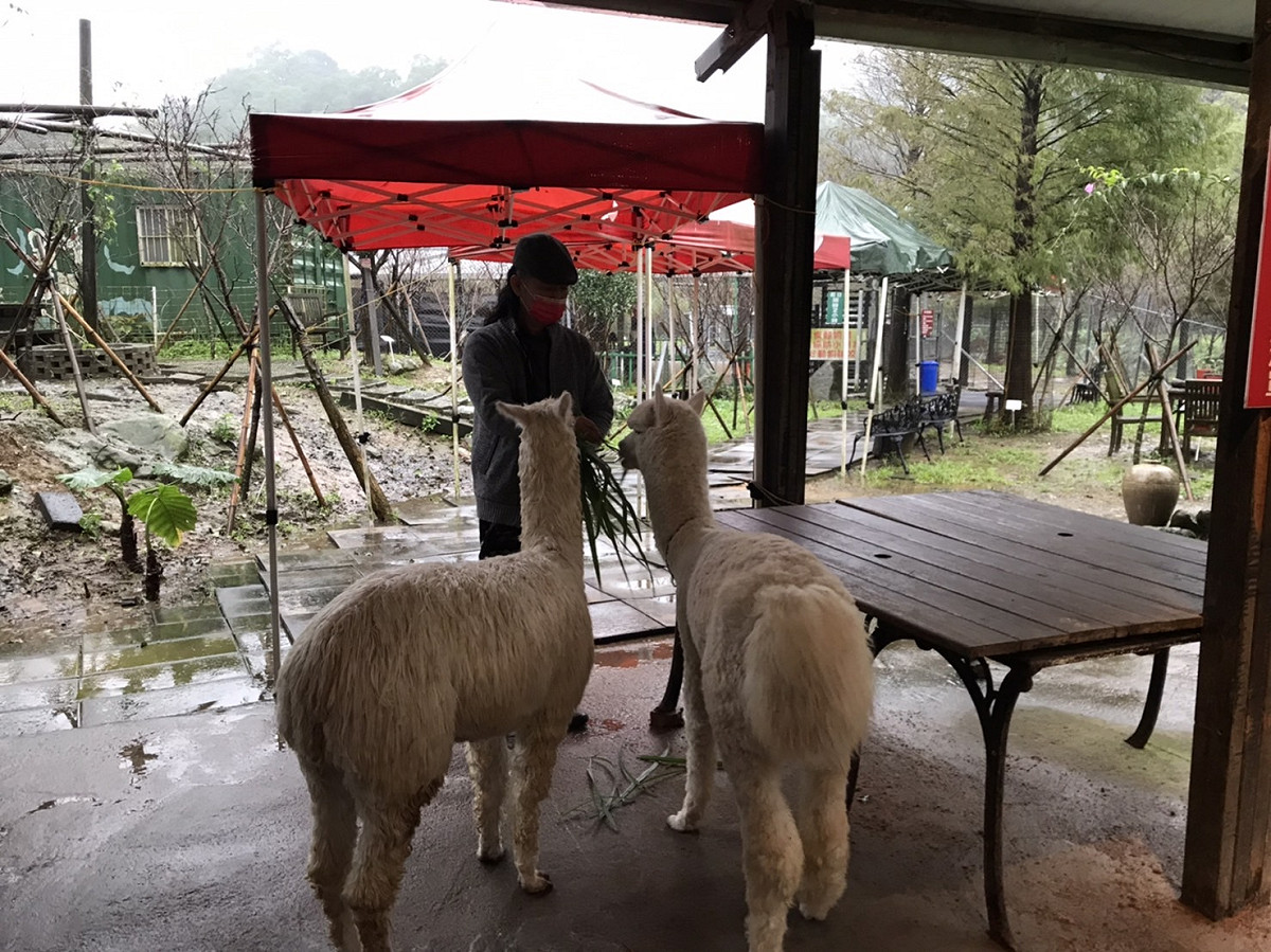 鹿羽松牧場中，業者與羊駝之互動。 圖：新北市動保處提供