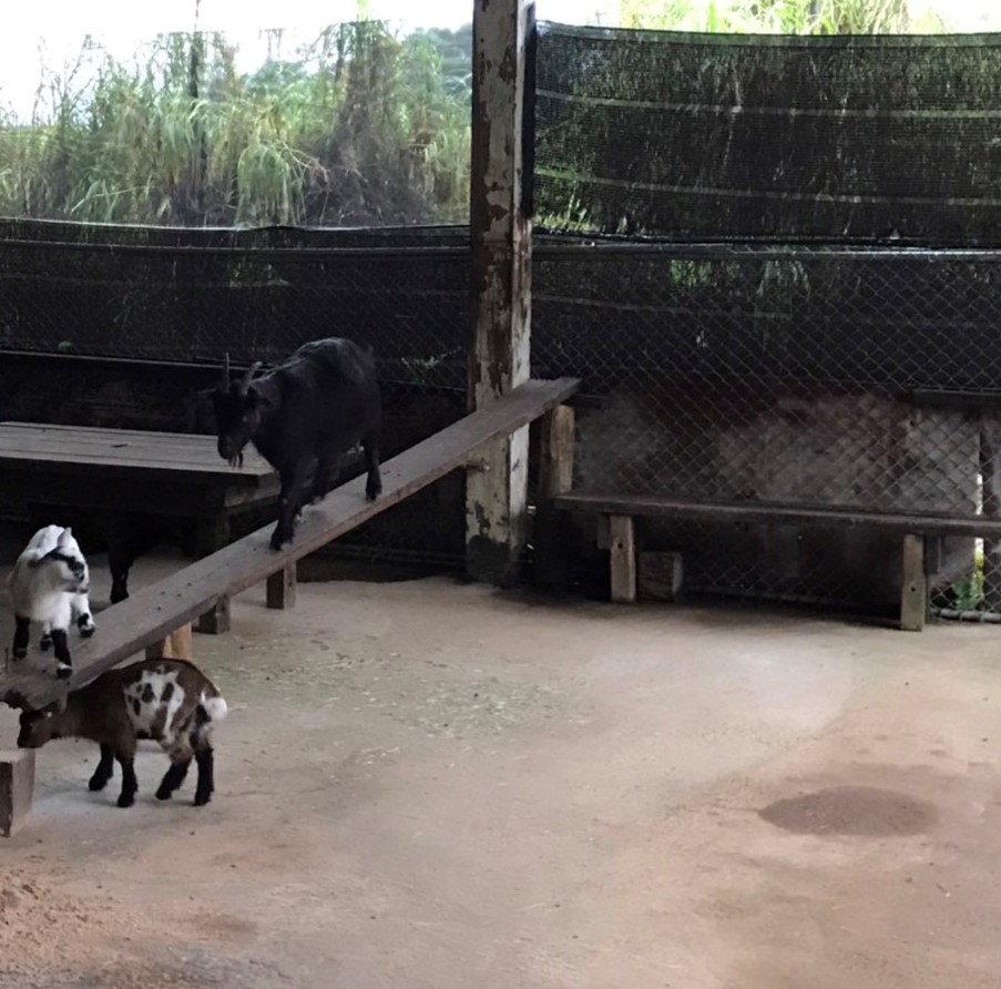 鹿羽松牧場在羊隻飼養環境裝設木橋，以提高環境豐富度。 圖：新北市動保處提供