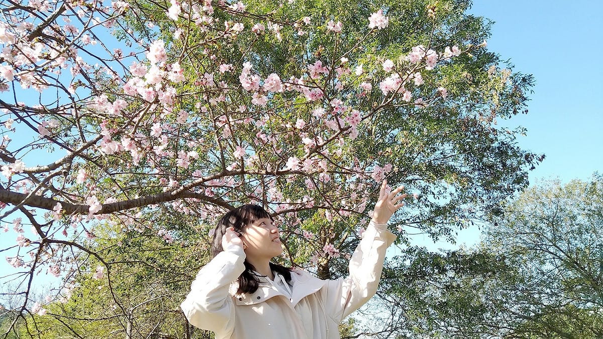 欣賞春季限定的繽紛美景。 圖：新北市高灘處提供