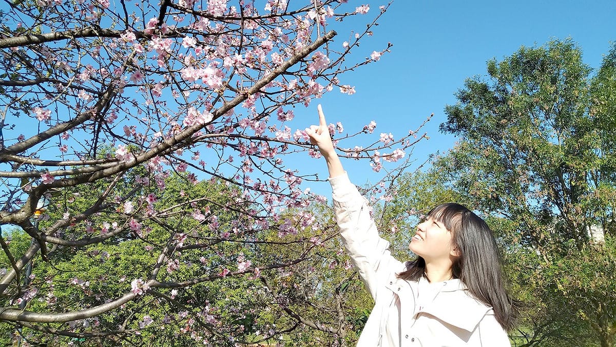 駐足在櫻花樹下抬頭欣賞著美麗的花朵。 圖：新北市高灘處提供