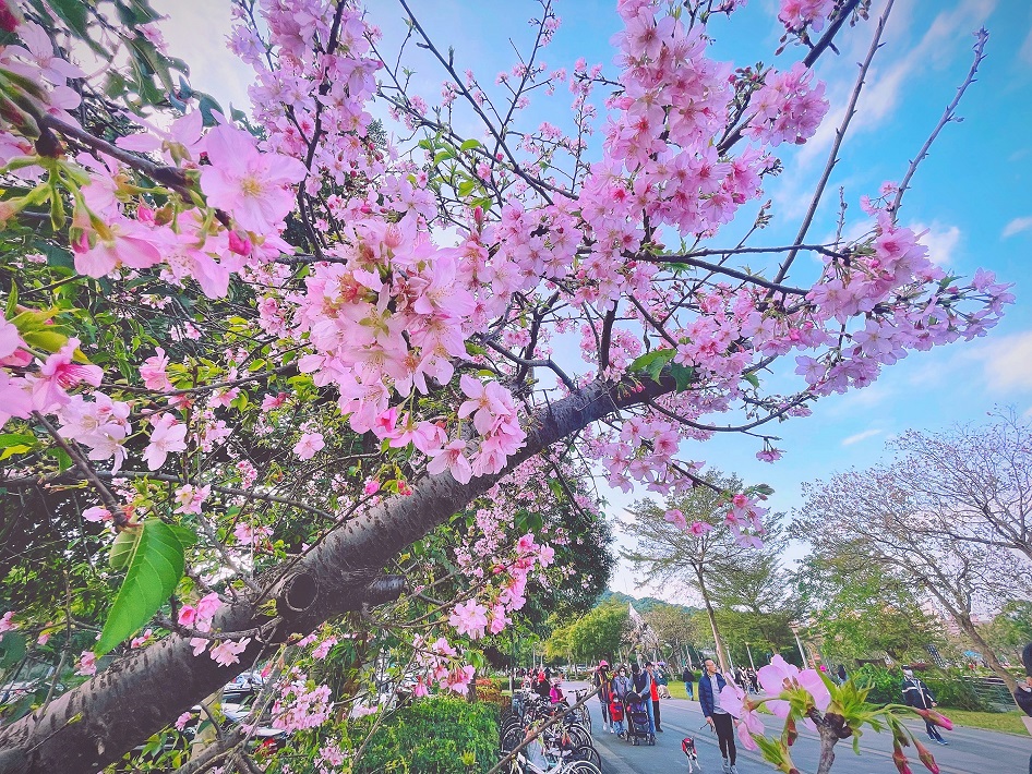 陽光運動公園櫻花盛開。 圖：新北市高灘處提供