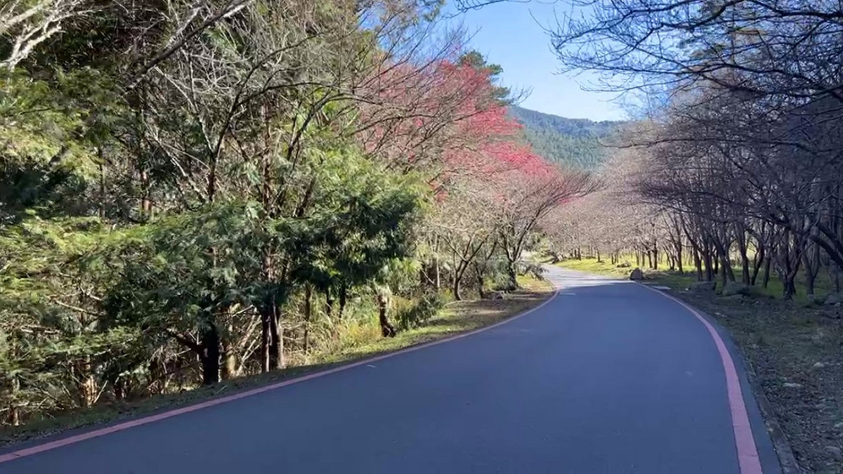 武陵路沿側櫻花現況。 圖：取自武陵農場臉書