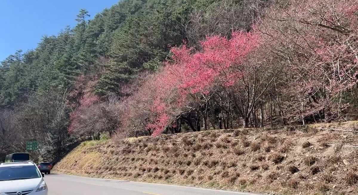 武陵農場今日花況。 圖：取自武陵農場臉書