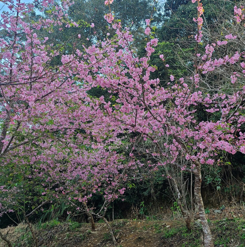 寶山櫻花公園群櫻綻放。 圖：寶山社區發展協會/提供
