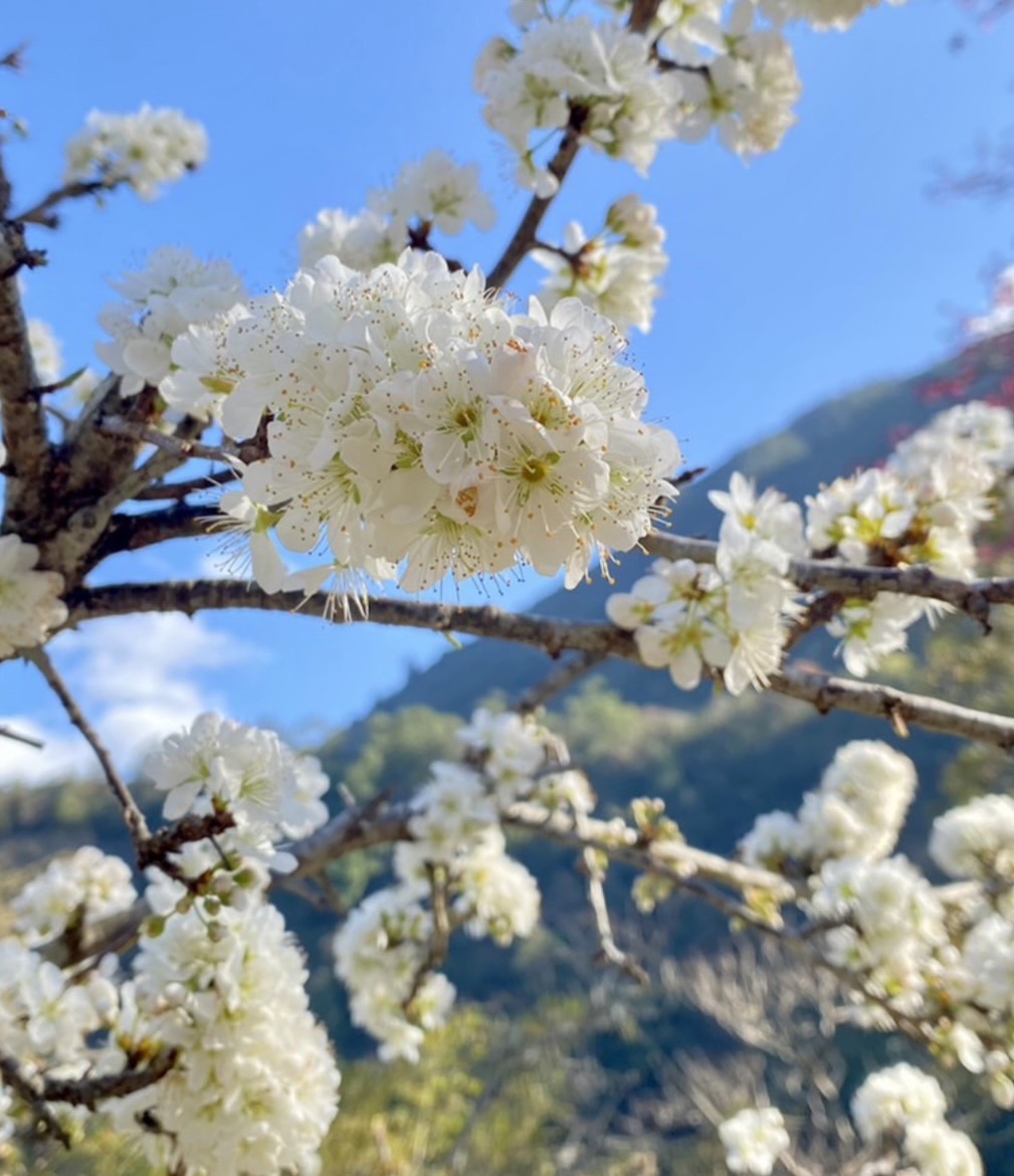 八仙山國家森林遊樂區的白色李花。 圖：東勢林區管理處／提供