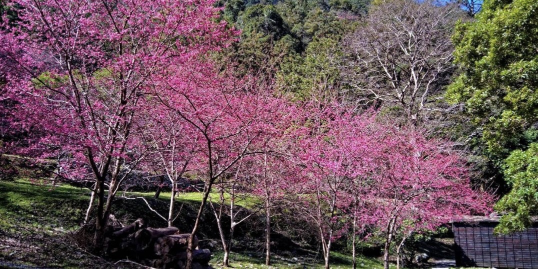 八仙山國家森林遊樂區內山櫻花綻放。 圖：東勢林區管理處／提供