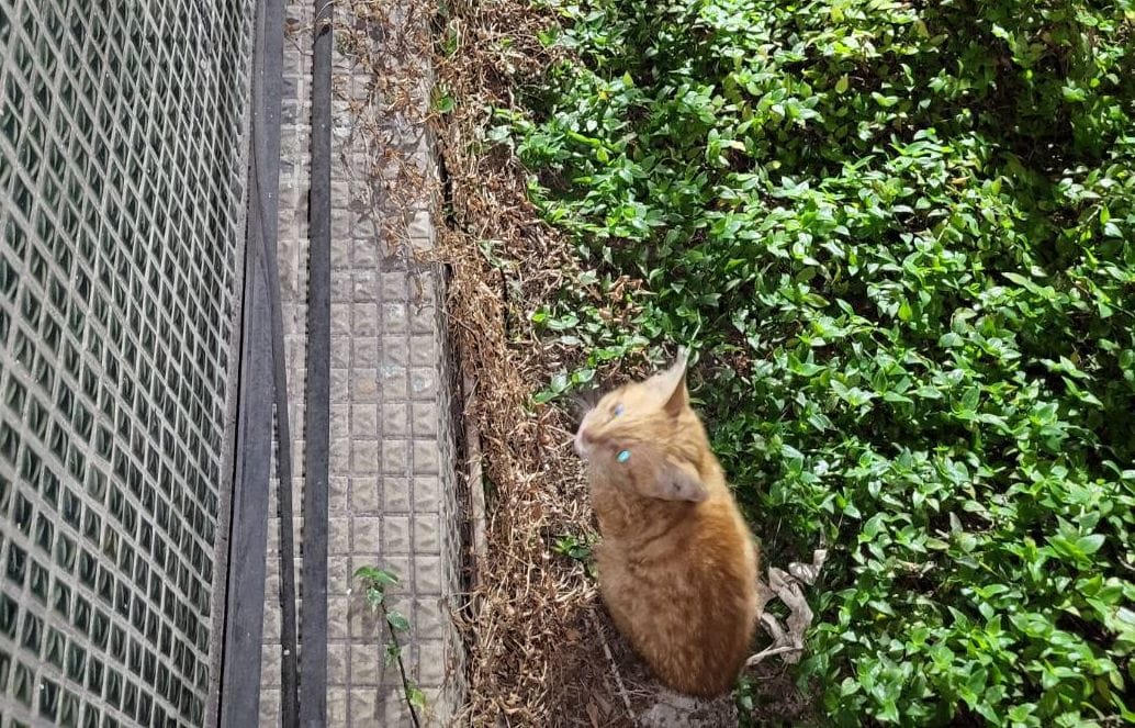 小貓受困新莊福壽街民宅2樓雨棚。 圖：新北市動保處提供