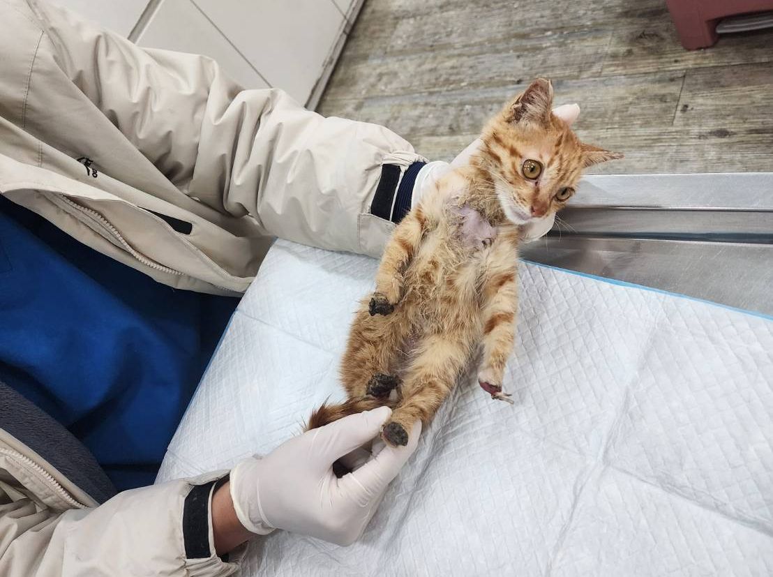 小貓送至動物醫院治療。 圖：新北市動保處提供