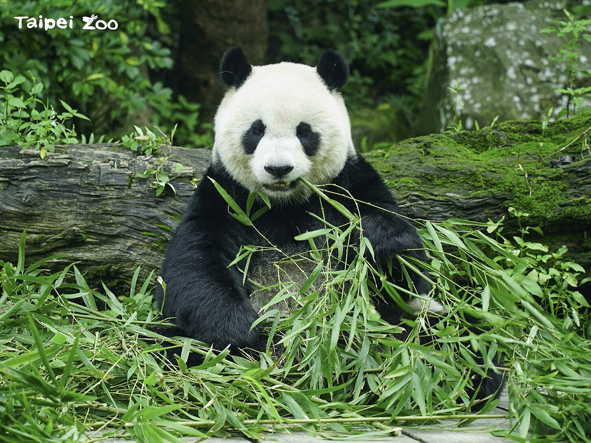 「圓仔」看起來圓滾滾的。 圖：台北市立動物園／提供