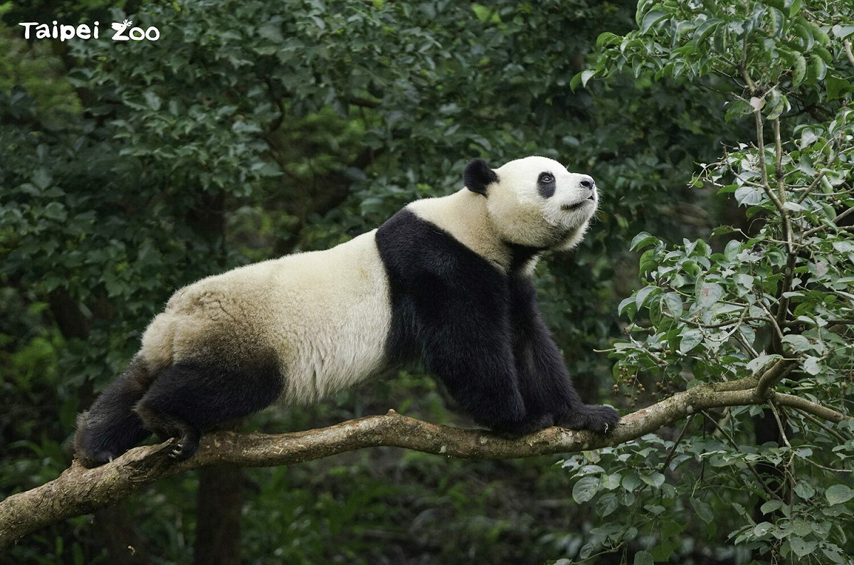 「圓寶」，在戒斷母乳後竹類的攝取量有大幅的提升，體重已突破90公斤。 圖：台北市立動物園／提供