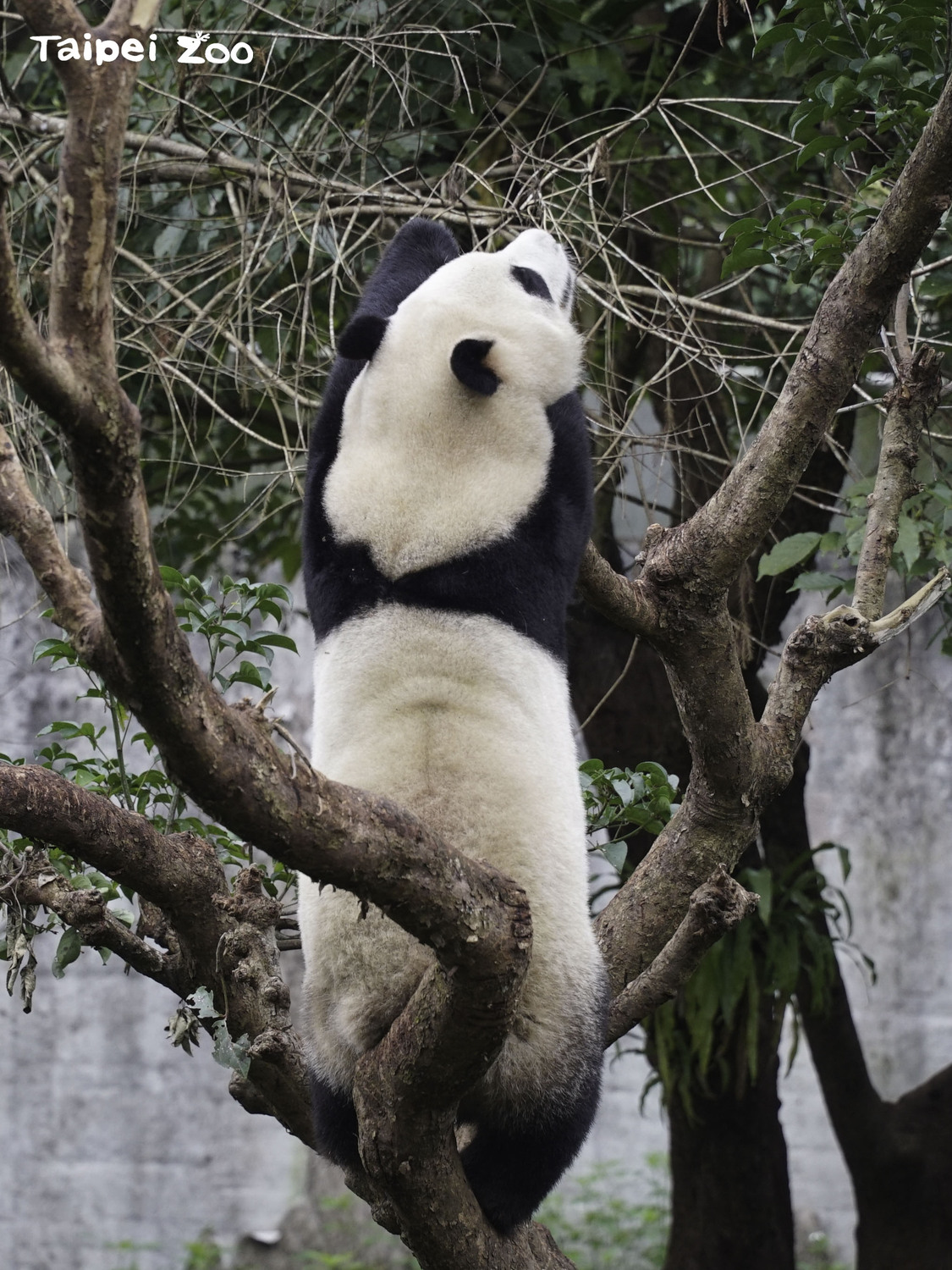 「圓寶」的黑背心因為小時候被媽媽叼起時意外劃傷，傷痕復原後就有了閃電狀，非常容易辨識。 圖：台北市立動物園／提供