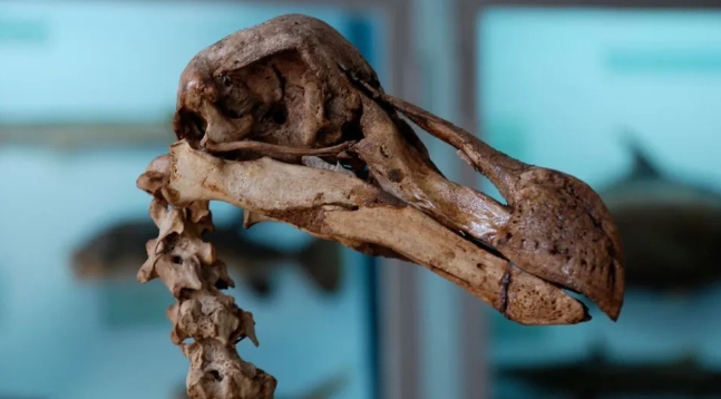 存放在博物館中的渡渡鳥遺骸。 圖 : 翻攝自 Colossal Biosciences