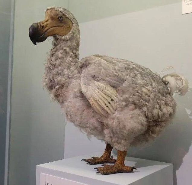 英國自然博物館中「以假亂真」的渡渡鳥，這具假標本身上的部分羽毛來自英國女王的私人財產，泰晤士河中的天鵝 。 圖 : 翻攝自江南蝶衣