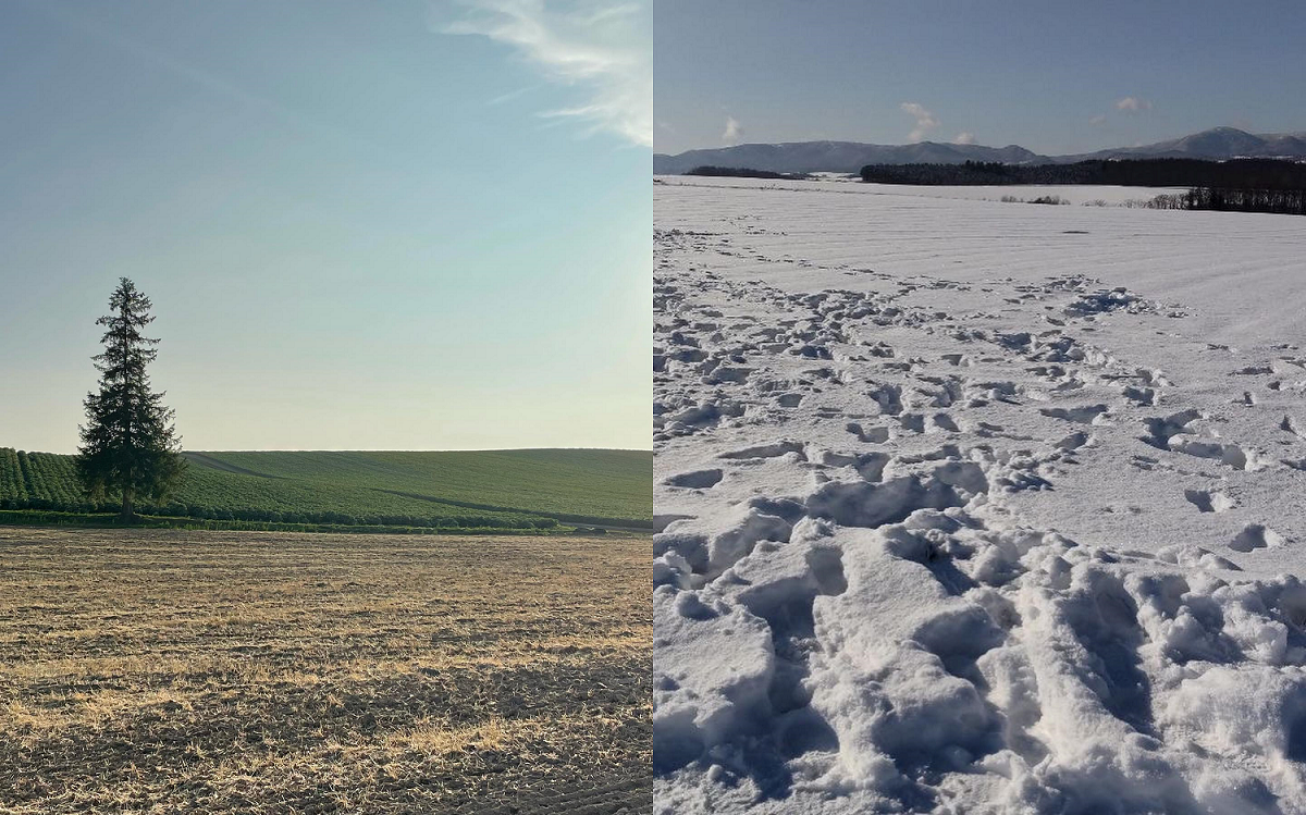 富良野觀光協會提醒，這些背後雪覆蓋的私人土地，全都是農田。 圖：取自富良野觀光協會臉書