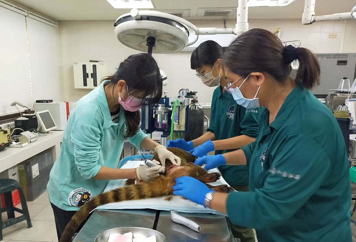 受傷的長鼻浣熊在醫療室接受緊急處置。 圖：高雄市觀光局/提供