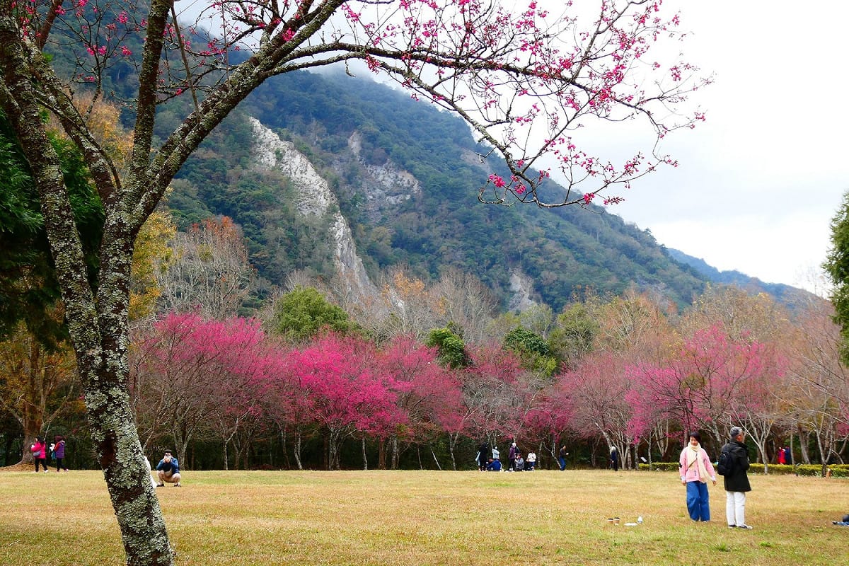 奧萬大國家森林遊樂區的緋寒櫻、八重櫻及霧社櫻也接續綻放。 圖：取自奧萬大情報站臉書