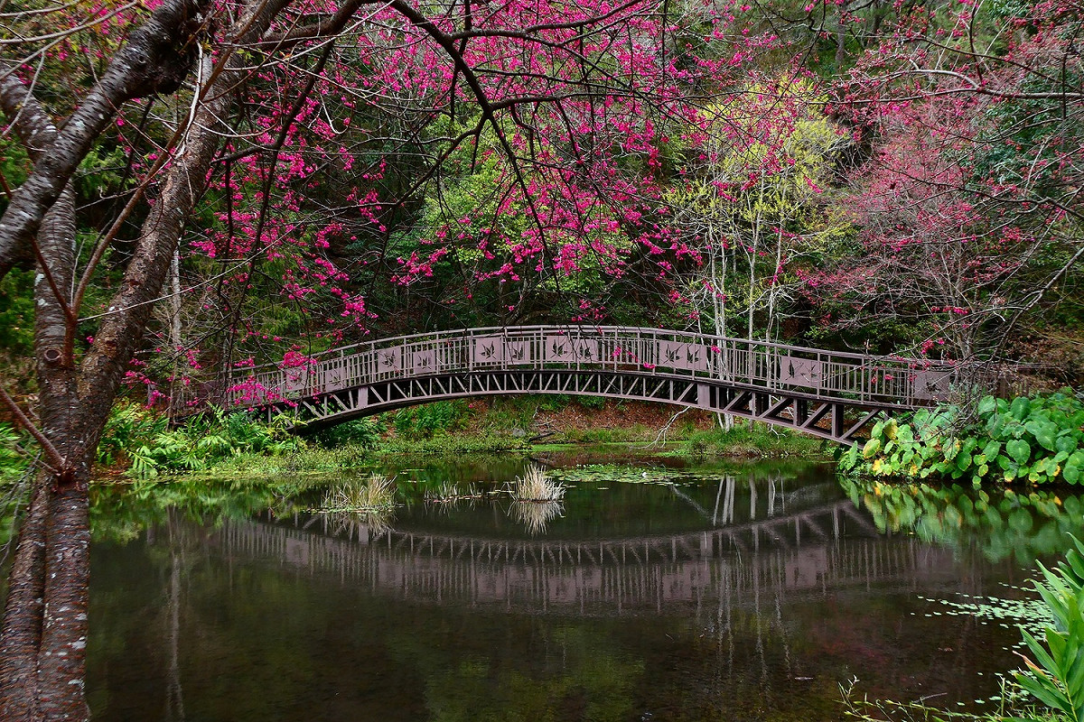 南投林管處表示，今年的櫻花季與往年相比稍晚一點，目前園區櫻花園步道周邊的緋寒櫻正逢盛開期。 圖：取自奧萬大情報站臉書