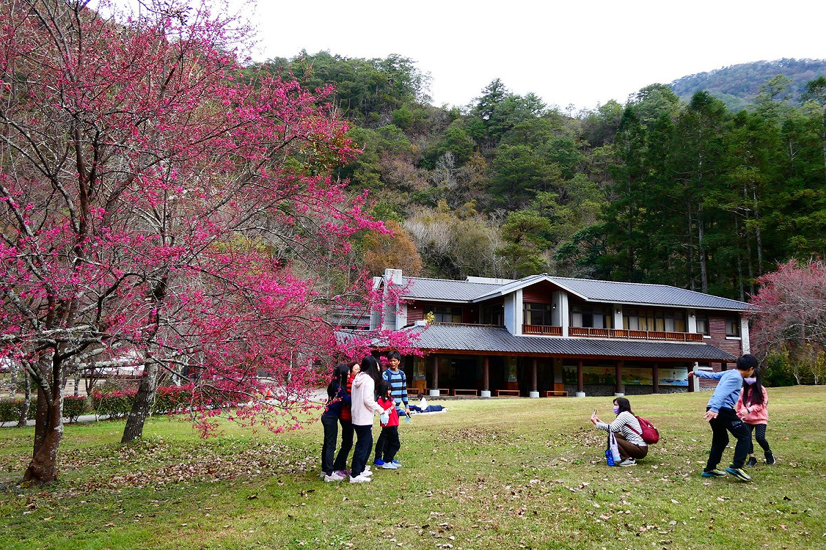 南投林管處11日和12日在奧萬大舉辦「春櫻傳情」音樂會活動。 圖：取自奧萬大情報站臉書