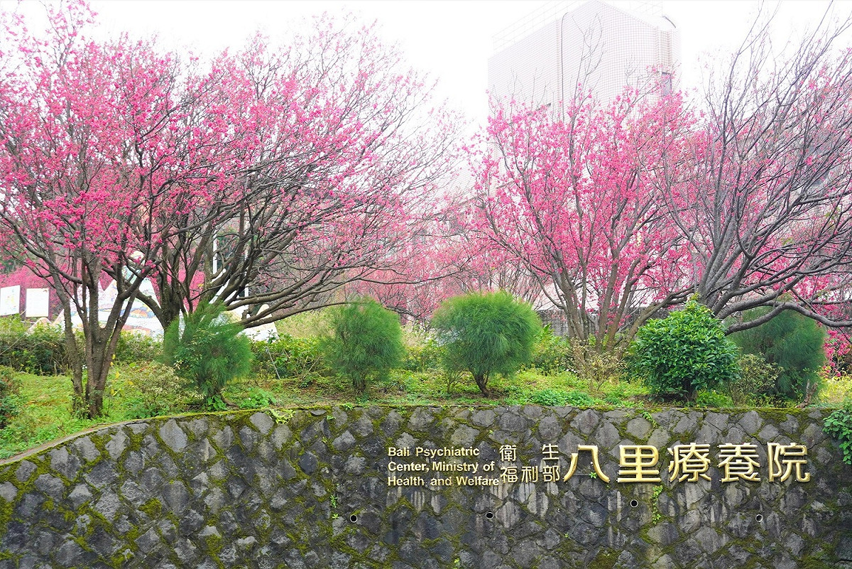 八里療養院一直是新北的賞櫻秘境，園區內櫻以山櫻花與八重櫻為最主。 圖：八里區公所提供