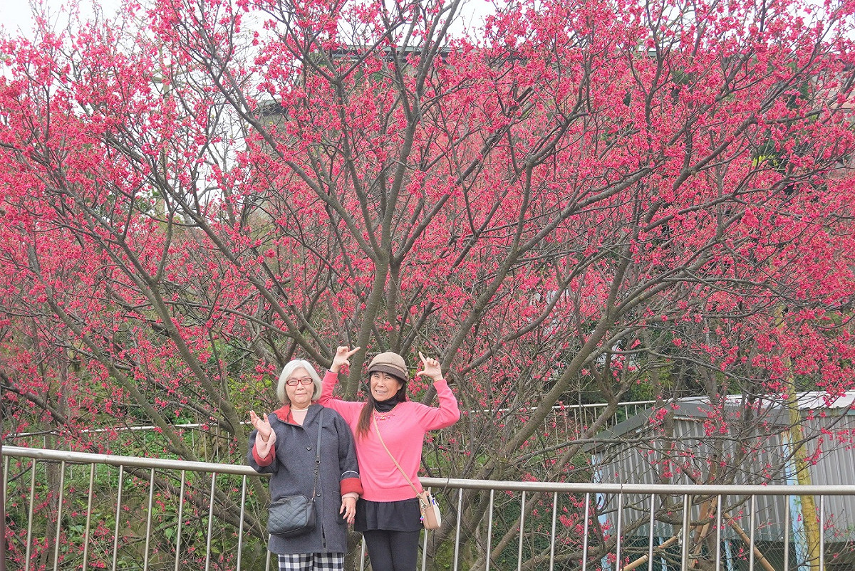 八里療養院院區內有豐富的人文景觀及美麗的開闊視野，一直是新北的賞櫻秘境。 圖：八里區公所提供