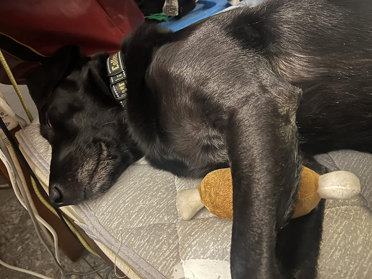 跟著搜救隊前往土耳其救援的搜救犬Emma。 圖：取自Tyfd-K9桃園搜救犬隊臉書