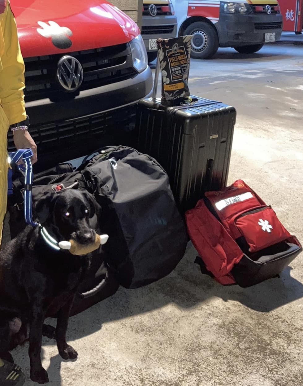 搜救犬Emma在機場待命時，因在嘴裡咬著「雞腿玩具」遭酸民批觀感不佳。 圖：取自Tyfd-K9桃園搜救犬隊臉書