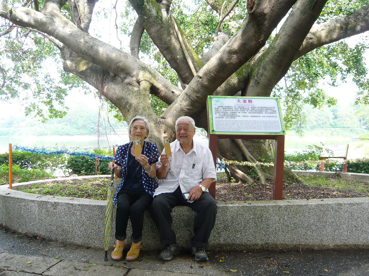 新化虎頭埤園區內位於吊橋湖畔咖啡屋的百年夫妻樹。 圖：台南市政府觀光旅遊局／提供