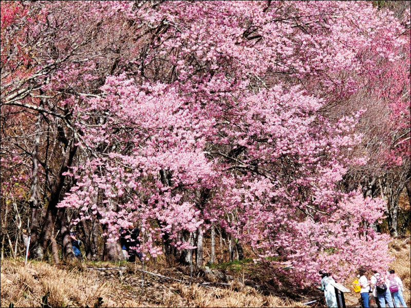「粉紅櫻王」大約4到5層樓高，約12至15公尺，擁有王者般的巨大霸氣，是遊客到訪的打卡點之一。 圖：武陵農場／提供