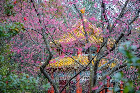 2023陽明山花季花況。 圖：台北市工務局／提供
