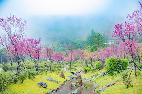 陽明山各類櫻花相繼綻放，像是寒櫻、山櫻花、八重櫻、昭和櫻、吉野櫻以等。 圖：台北市工務局／提供