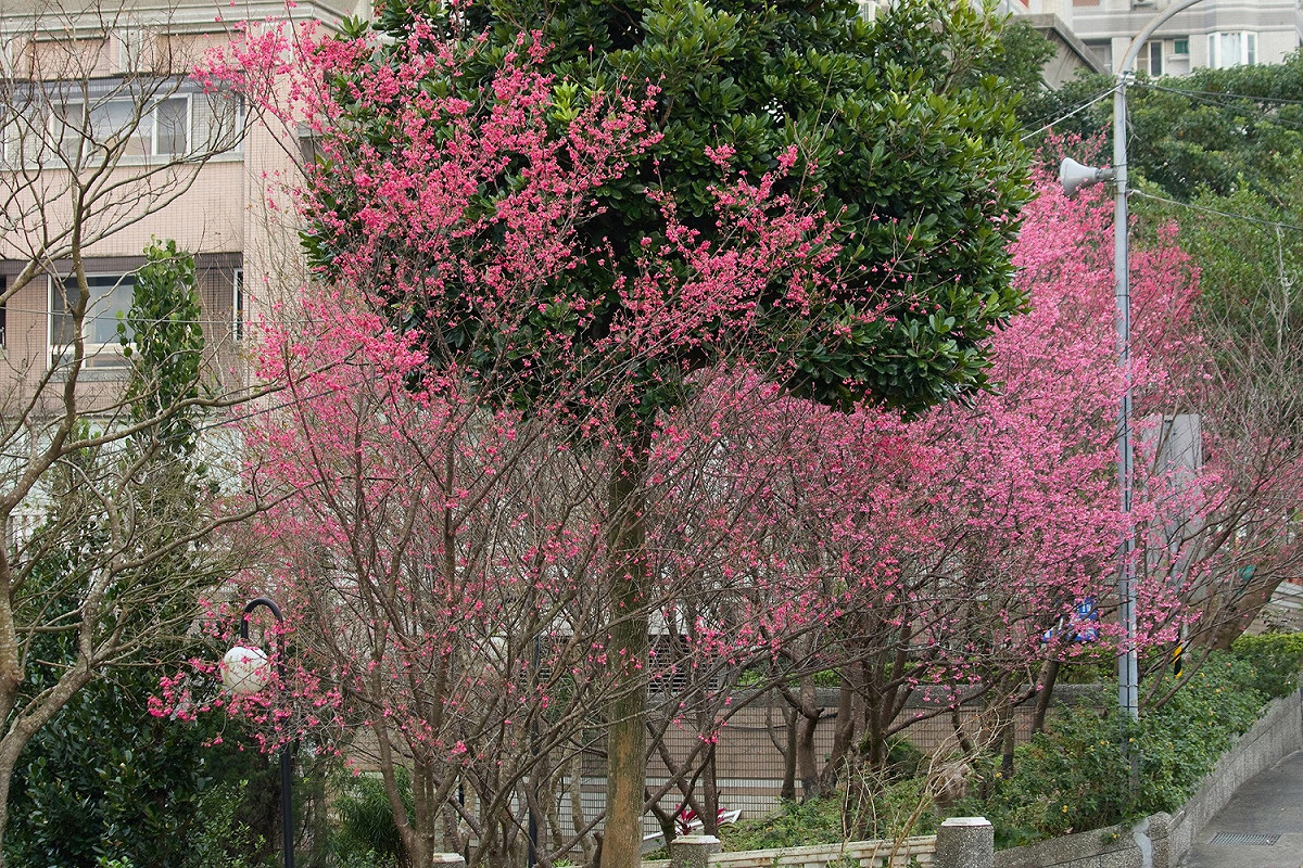 植物園春季限定的山林美景。 圖：新北市景觀處提供