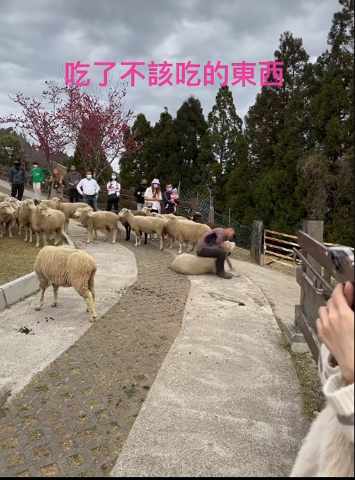 最近網路有則短片「吃了不該吃的東西」廣為流傳，由於工作人員對其中1頭綿羊迅速按倒壓制，引發不當對待動物的爭議。 圖：翻攝自網路