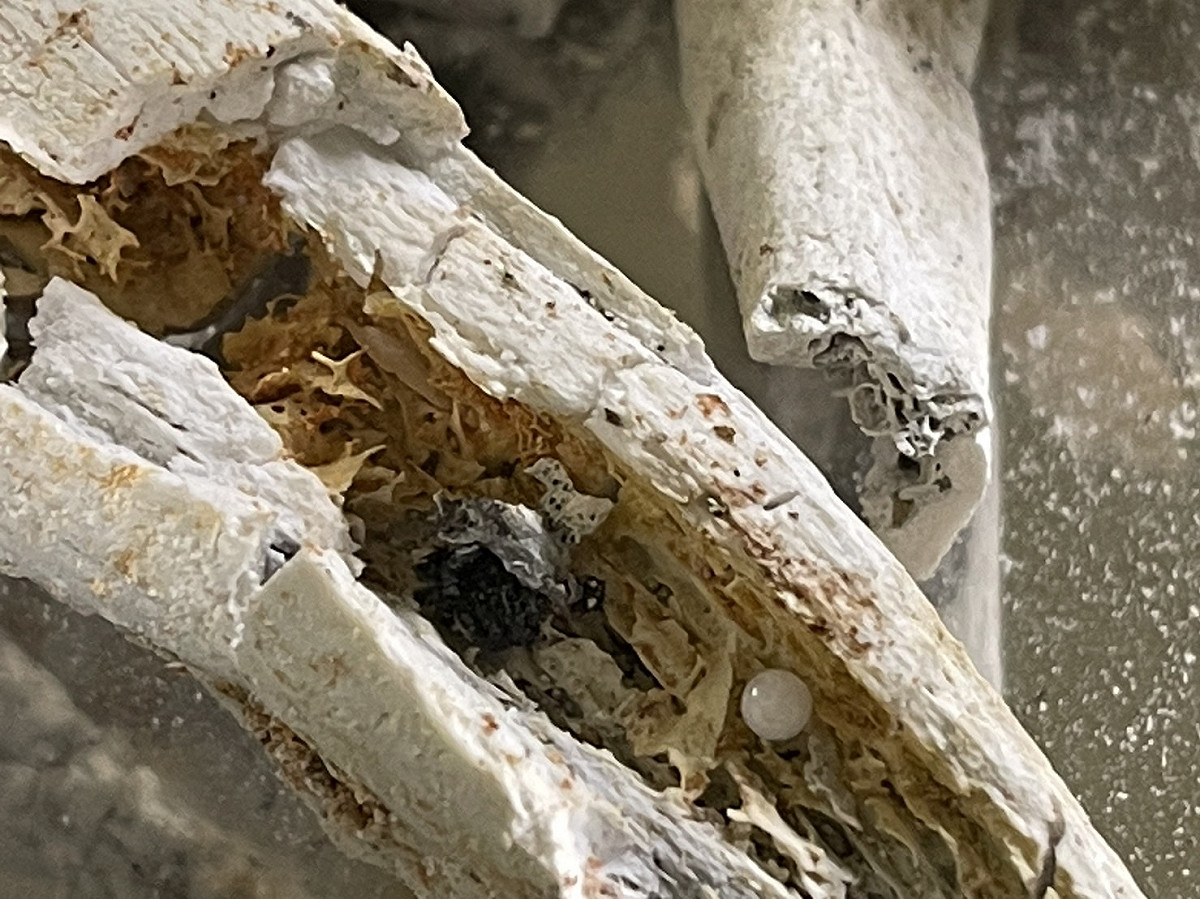 星雲法師圓形結晶舍利子坎於潔白的遺骨舍利中。 圖：佛光山/提供