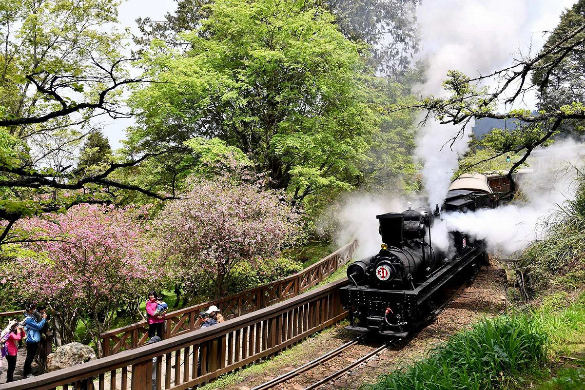 阿里山《31號蒸汽火車》遊程，預期將引發民眾搶票。 圖：林鐵及文資處提供/提供