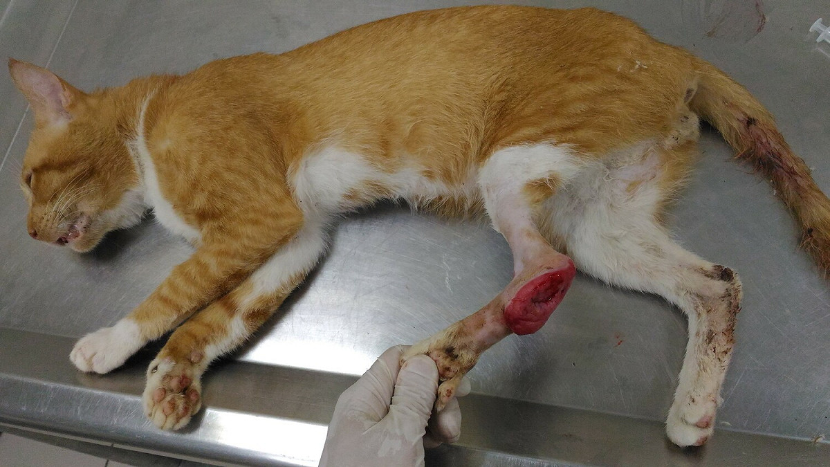 流浪貓「哈吉」，由於左後腳腳踝韌帶斷裂、腳跟外傷，後送至中和動物之家醫療收容。 圖：新北市動保處提供