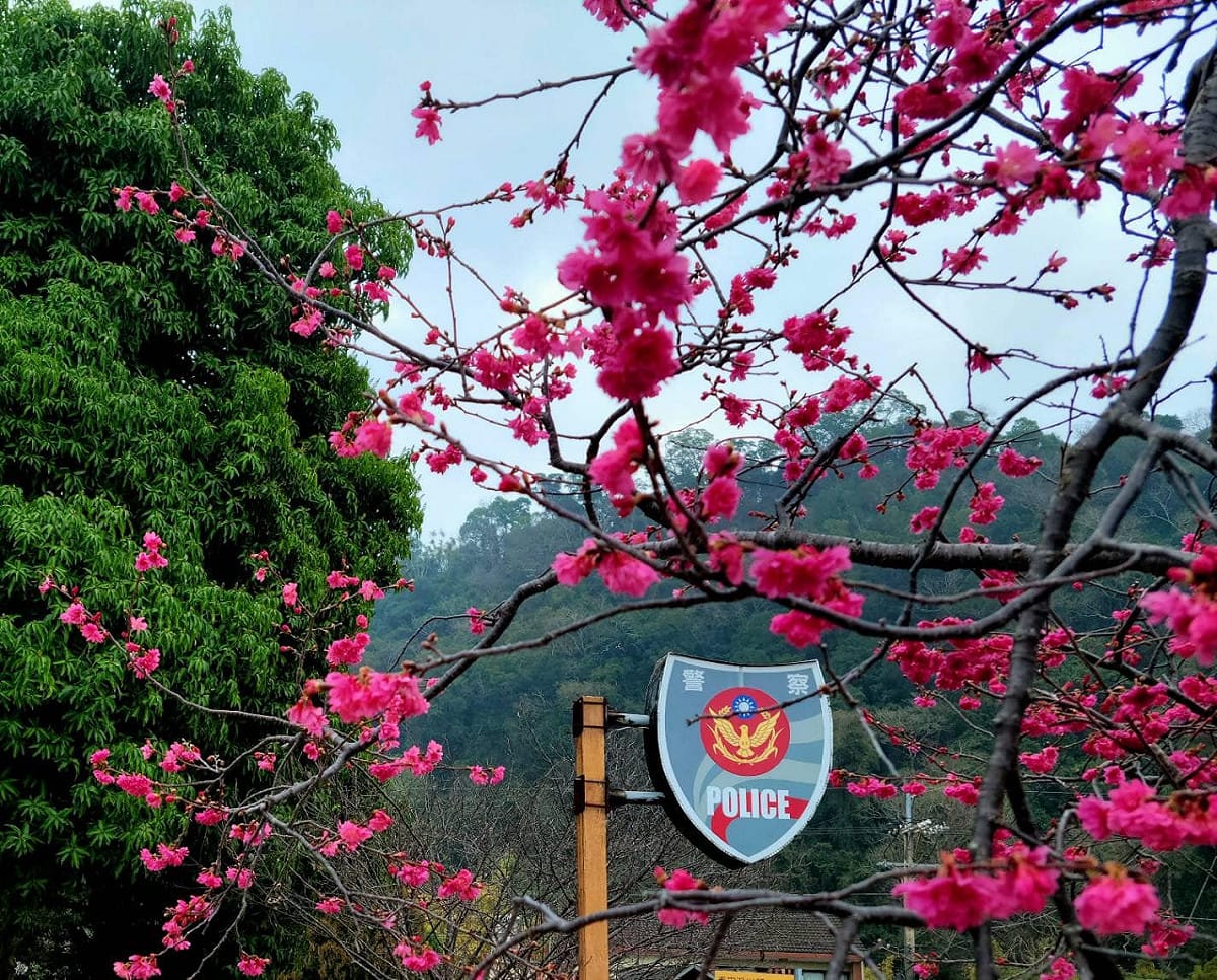 泰安櫻花季將於2/18登場。 圖：翻攝自台中市政府警察局大甲分局臉書（資料照）