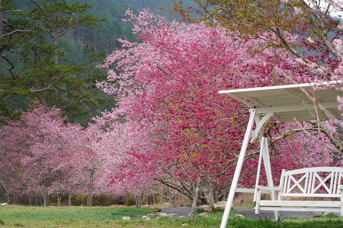 武陵農場現在的櫻花現已開花近8成，相當漂亮。 圖：取自武陵農場臉書