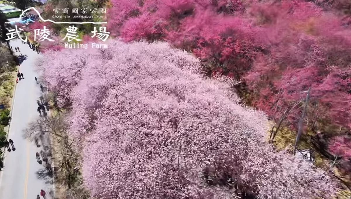 武陵農場近日空拍花況，漸層色花海綻放在道路旁，有如「櫻花河流」。 圖：翻攝武陵農場臉書