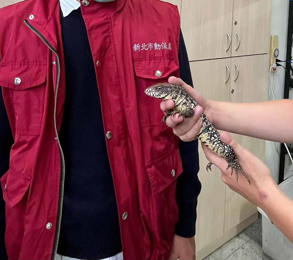 新北市動保處捕獲的金南美蜥，在後續訪查時已可輕易上手。 圖：新北市動保處提供