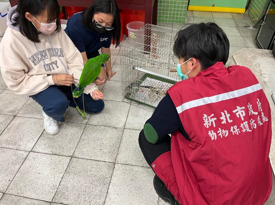 松山高中生物研究室學生照顧的折衷鸚鵡。 圖：新北市動保處提供