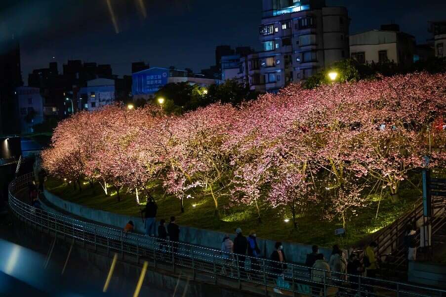 2023樂活夜櫻季第一區夜間花況。 圖：台北市政府工務局公園路燈工程管理處／提供