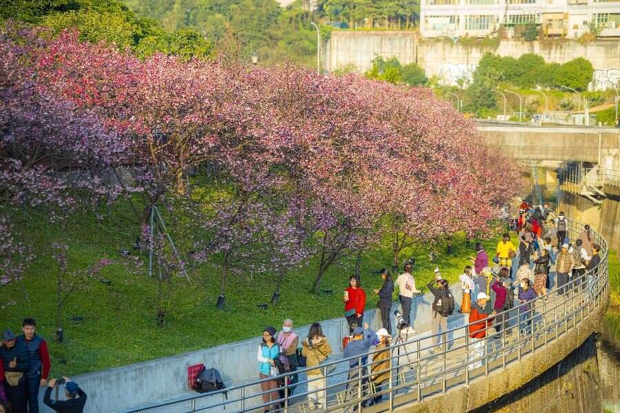 2023樂活夜櫻季吸引許多人前來賞櫻。 圖：台北市政府工務局公園路燈工程管理處／提供
